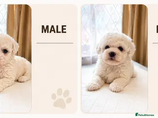 Bichon Frise dogs Bichon frise - Advert 8