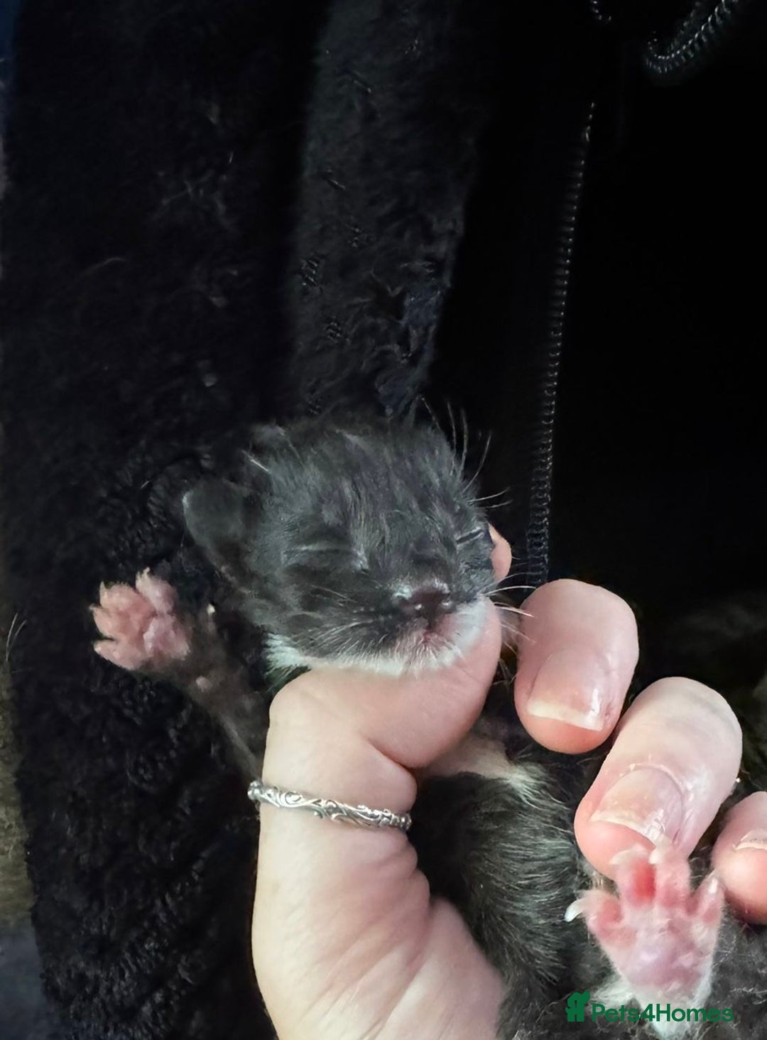 Mixed Breed cats for sale: Black and white kittens  - Image 15