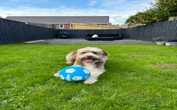 Bearded Collie dogs for sale: Bearded cross x border collie puppies  - Advert 15