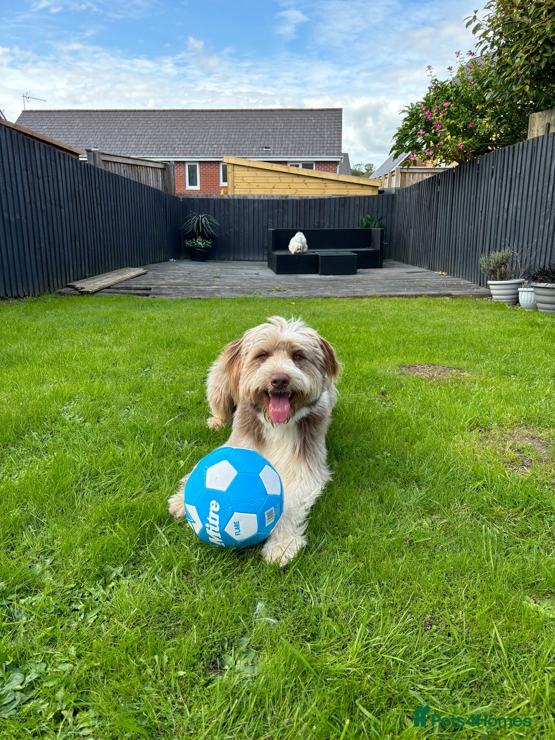 Bearded Collie dogs for sale: Bearded cross x border collie puppies  - Advert 15