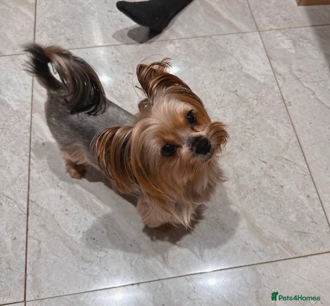Mixed Breed dogs for sale: Pedigree Yorkshire terrier  - Advert 1