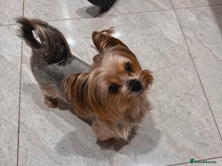 Mixed Breed dogs Pedigree Yorkshire terrier - Advert 1