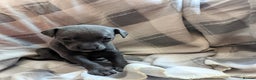 Whippet dogs for sale: Beautiful whippet babies  - Advert 21