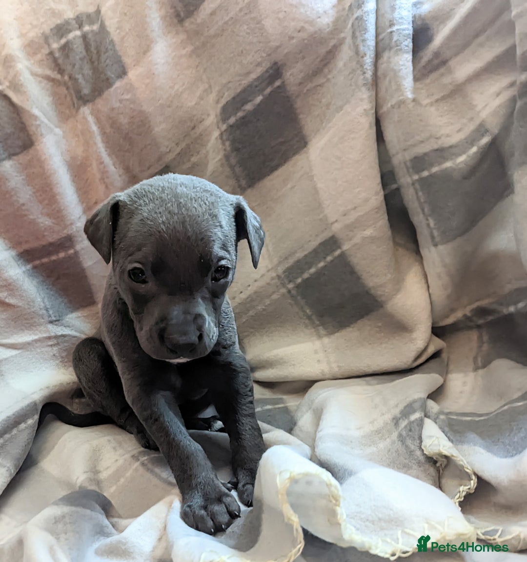 Whippet dogs for sale: Beautiful whippet babies  - Advert 21