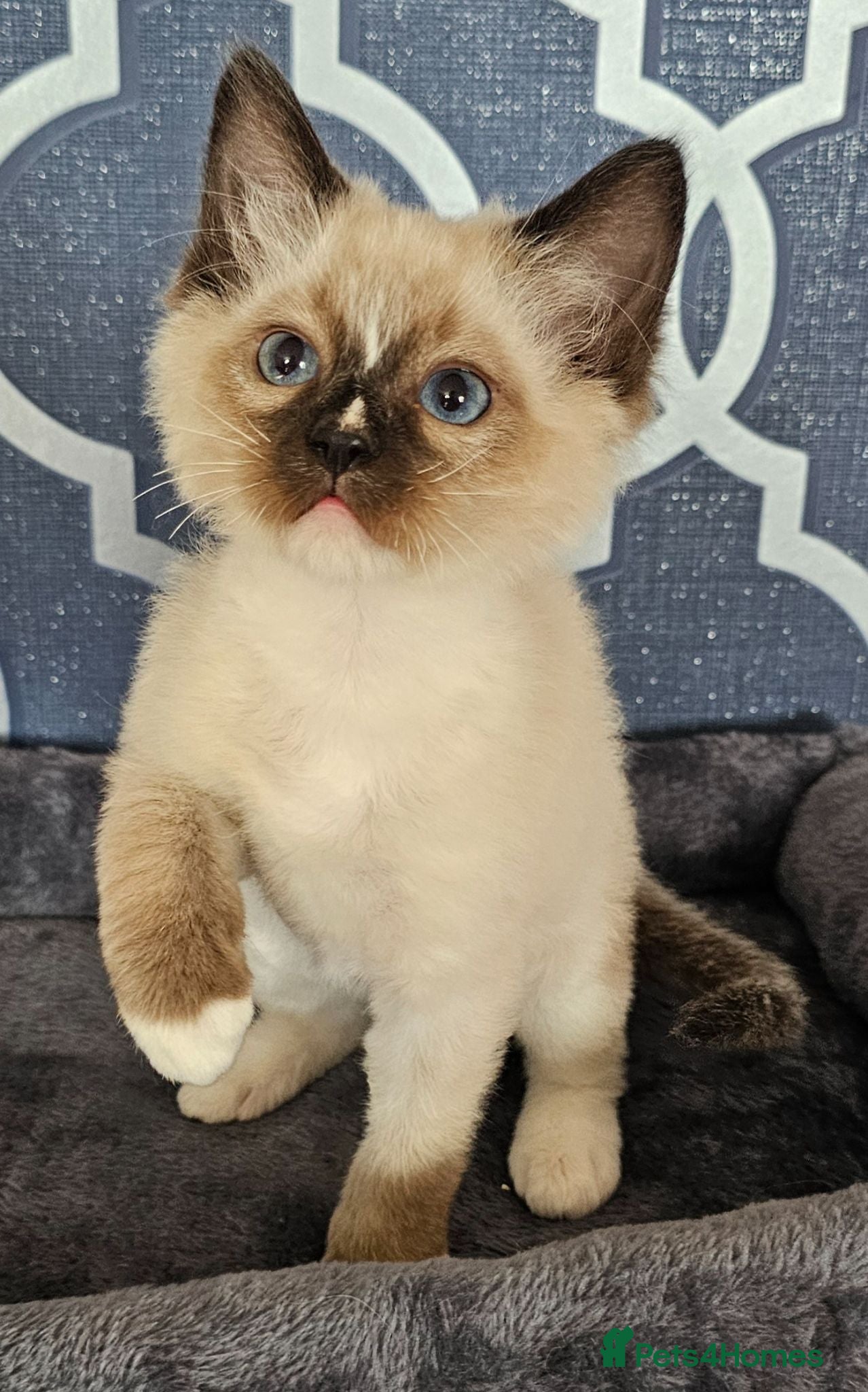 Ragdoll cats 5 Star licence held, Stunning GCCF reg kittens  - Advert 1