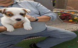 Jack Russell dogs for sale: Jack Russel puppies  - Image 6
