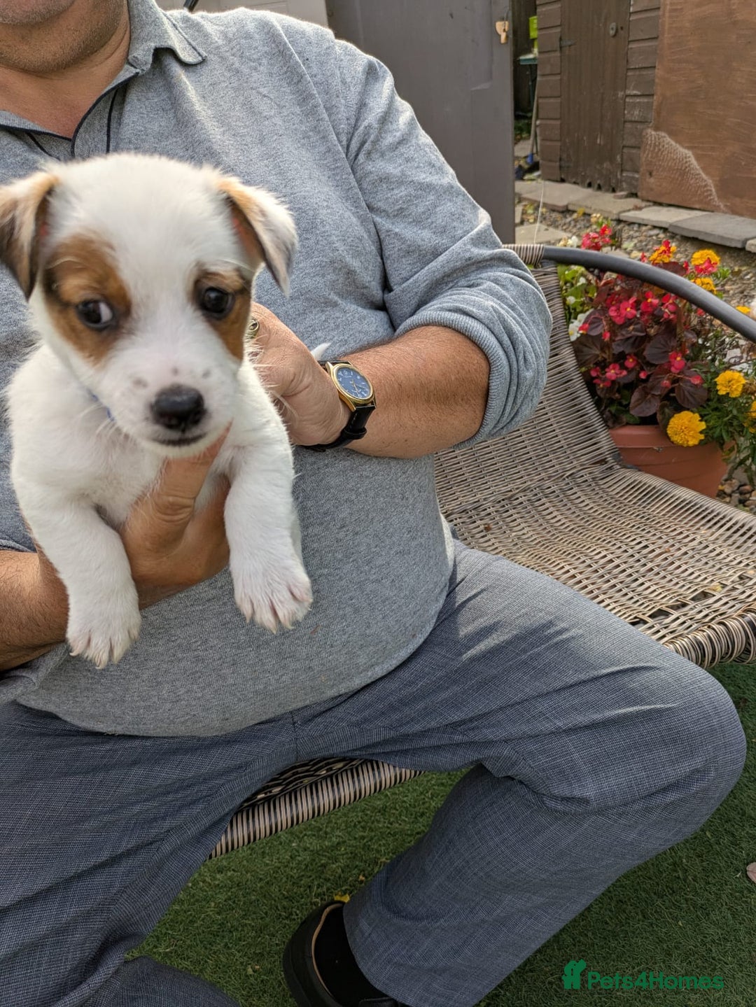 Jack Russell dogs for sale: Jack Russel puppies  - Image 6