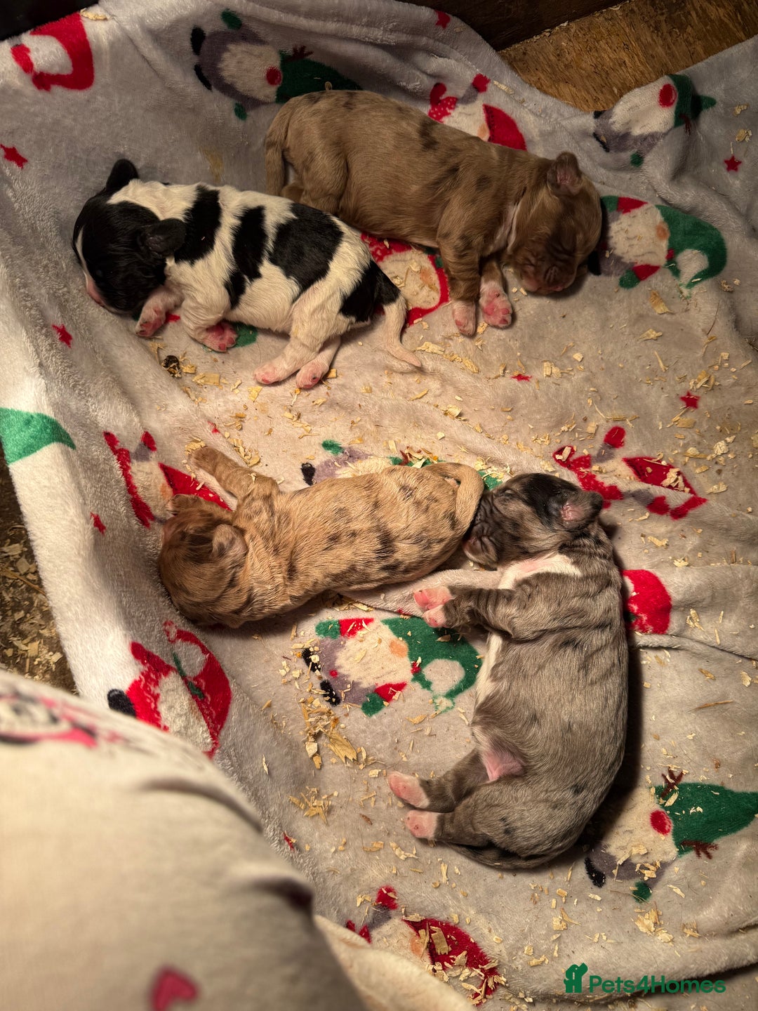 Cocker Spaniel dogs for sale: 4 cocker spaniel Merle pups - Image 3
