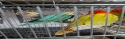 Lovebirds birds for sale: Hand Tamed Baby Love Birds🦜 in Ruislip - Advert 13