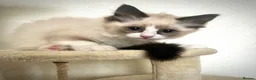Ragdoll cats for sale: GCCF Registered Ragdoll Kittens  - Advert 10