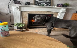 Cane Corso dogs for sale: Zeus Cane Corso 10 months old  - Image 5