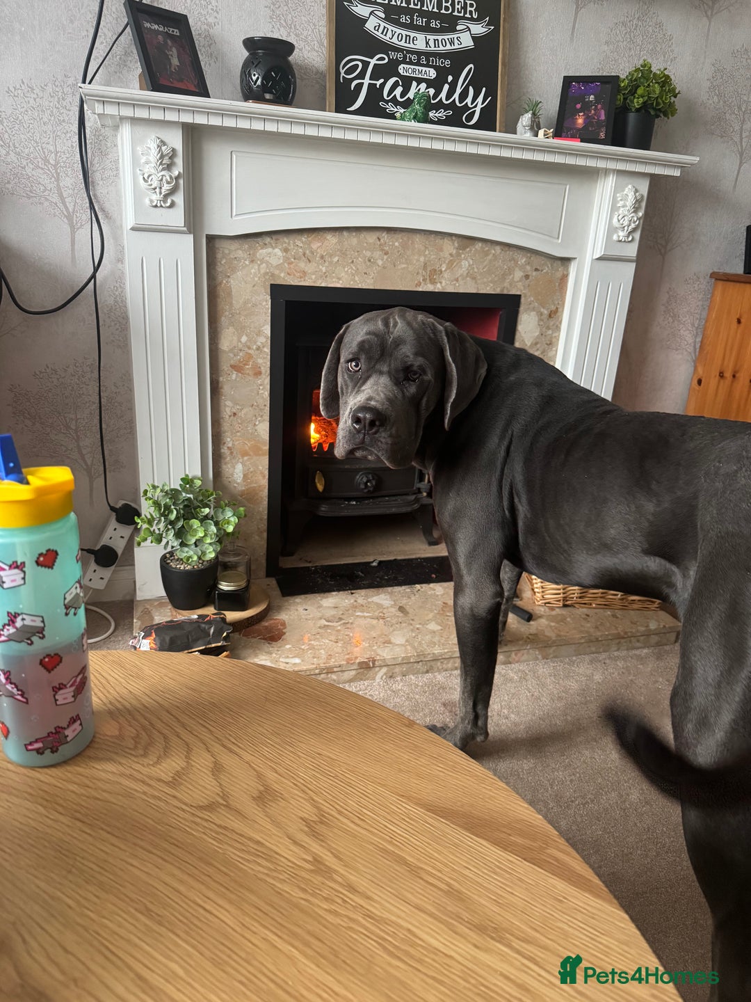 Cane Corso dogs for sale: Zeus Cane Corso 10 months old  - Image 5