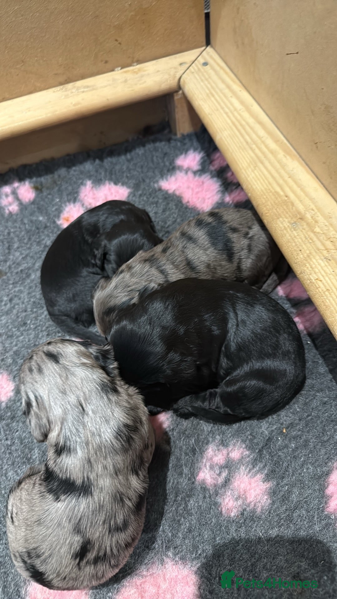 Cockapoo dogs for sale: F2 cockapoo puppies - Advert 1