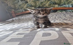 Maine Coon cats for sale: Maine coon x kittens - Image 7