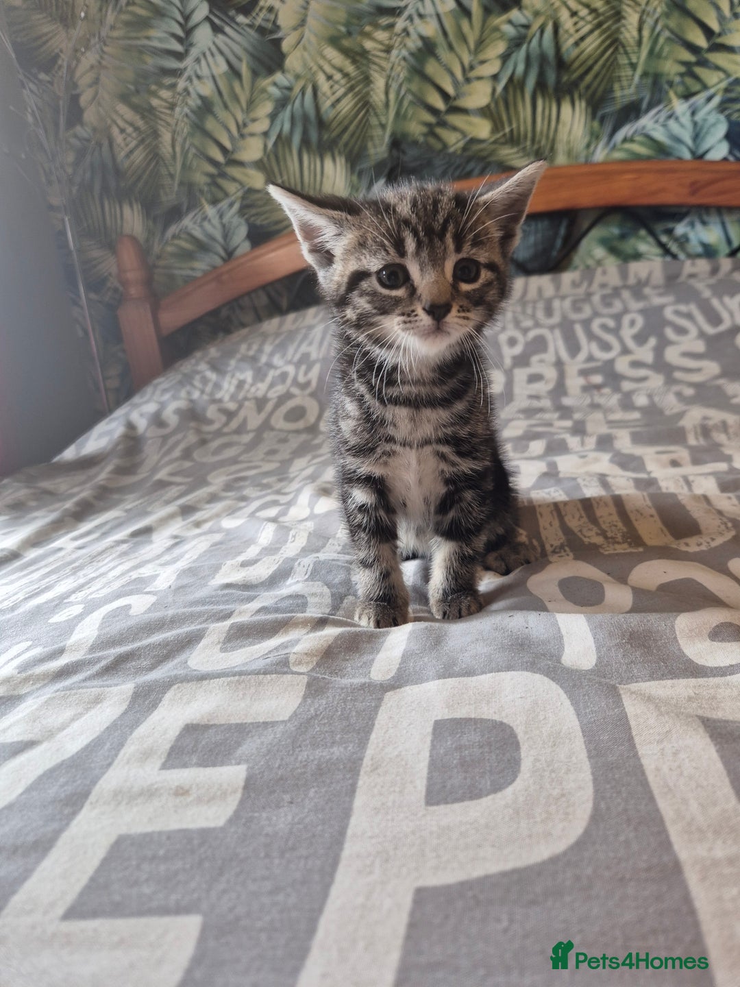 Maine Coon cats for sale: Maine coon x kittens - Image 7