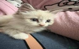 Ragdoll cats for sale: MALE RAGDOLL *AVAILABLE* - Image 6