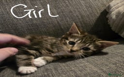 Domestic Shorthair cats for sale: Kittens  - Image 2