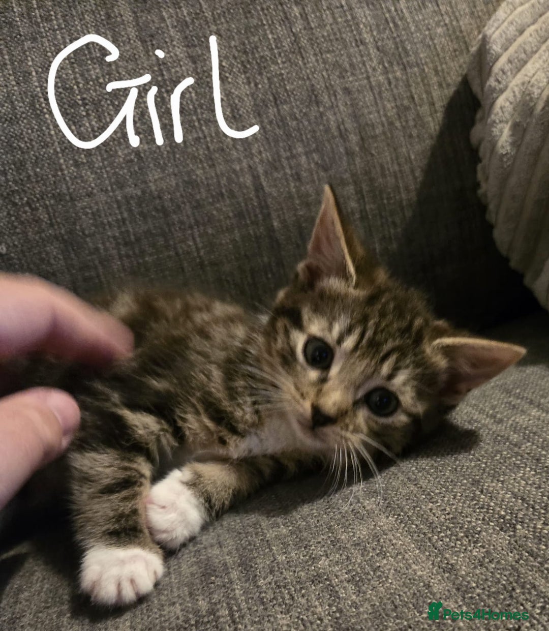 Domestic Shorthair cats for sale: Kittens  - Image 2