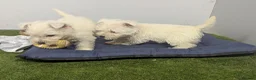 West Highland Terrier dogs for sale: West Highland Terrier puppies  - Advert 11