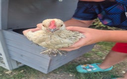 Chickens poultry for sale: Sablepoot bantam cockerel - Image 4