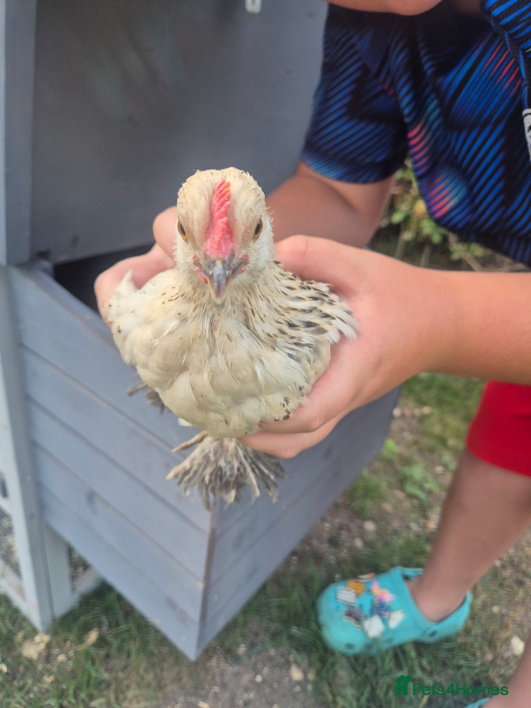 Chickens poultry for sale: Sablepoot bantam cockerel - Image 4