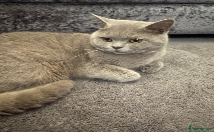 British Shorthair cats - Advert 5