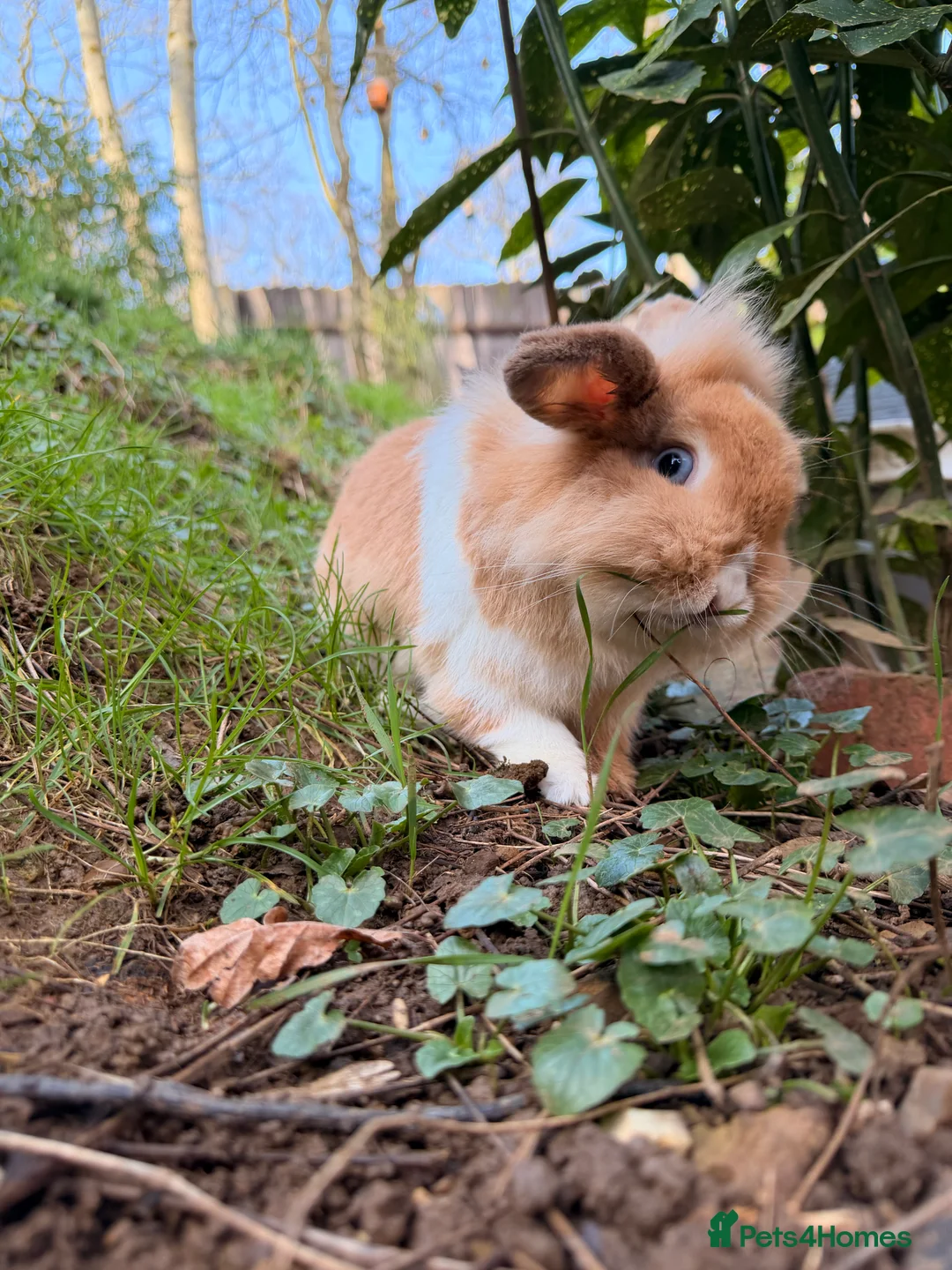 Lionhead rabbits for sale: Simba for sale  in Kettering - Advert 2