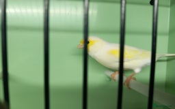 Canaries birds for sale: Canaries  - Image 6