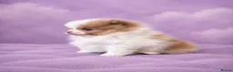Pomeranian dogs for sale: ✨🐾 Exceptional KC Pom Boy Rare Isabella Parti💖 - Advert 7