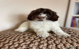 Mixed Breed dogs for sale: Australian Goldendoodles stunning BOYS ONLY   - Image 11