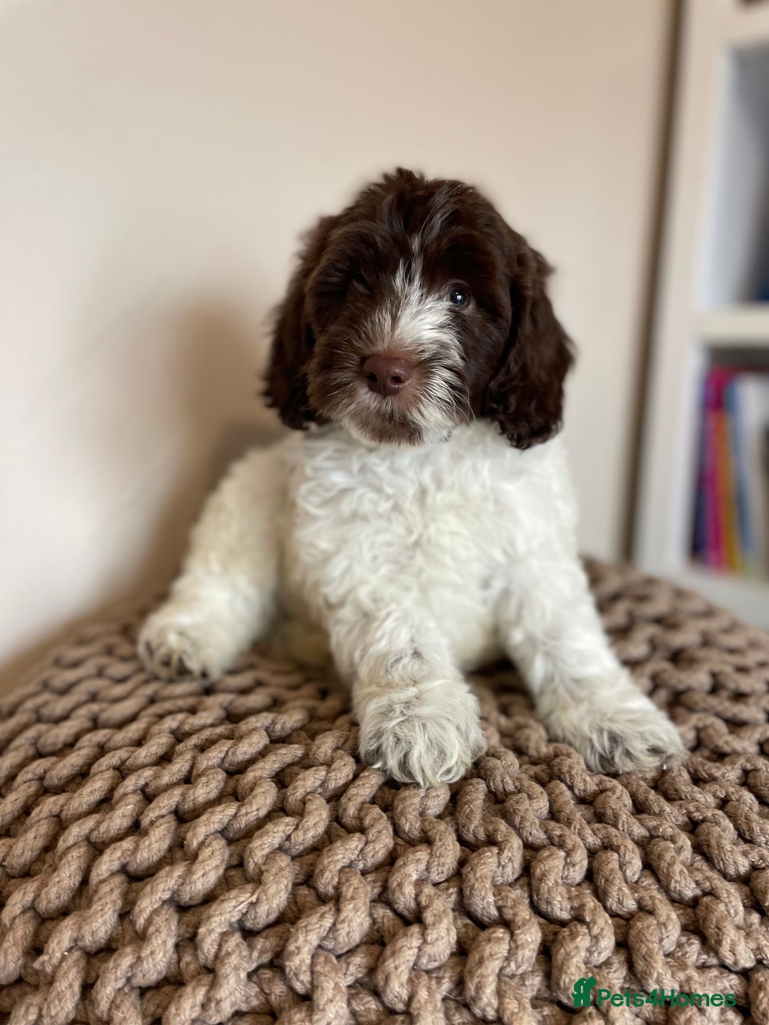 Mixed Breed dogs for sale: Australian Goldendoodles stunning BOYS ONLY   - Image 11