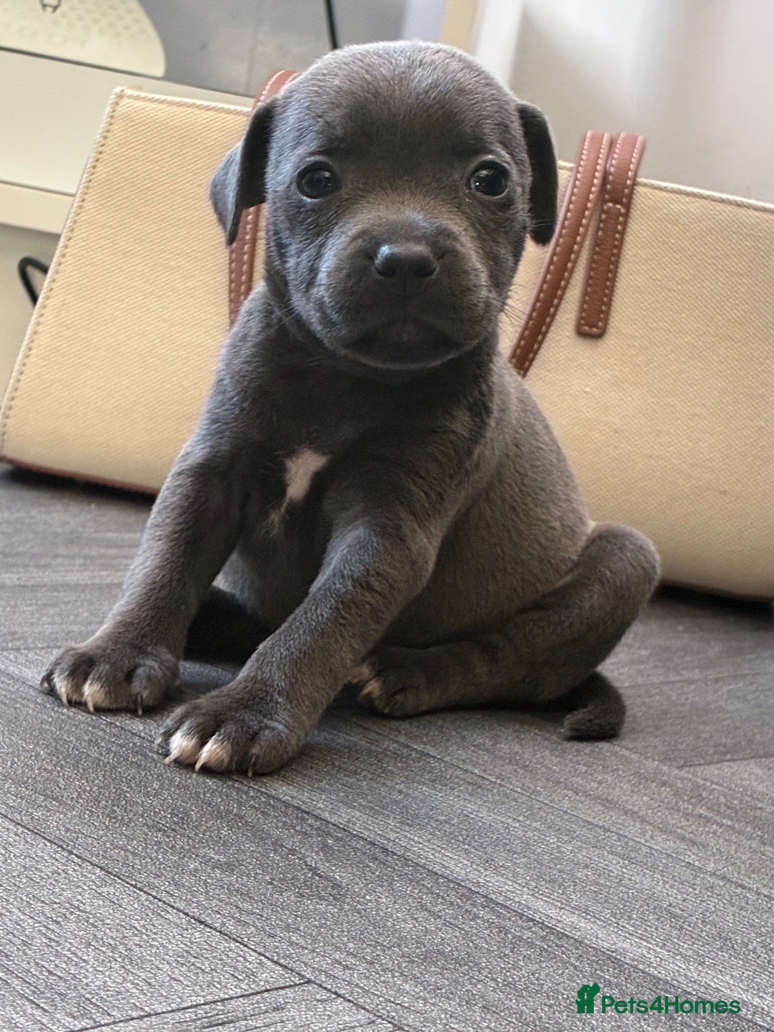 Staffordshire Bull Terrier dogs Stunning Blue Staffordshire Bull Terrier Puppies - Advert 1