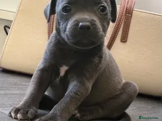 Staffordshire Bull Terrier dogs Stunning Blue Staffordshire Bull Terrier Puppies - Advert 1