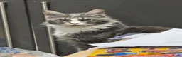 Maine Coon cats for sale: 3 beautiful boy Maine coon kittens  - Advert 1