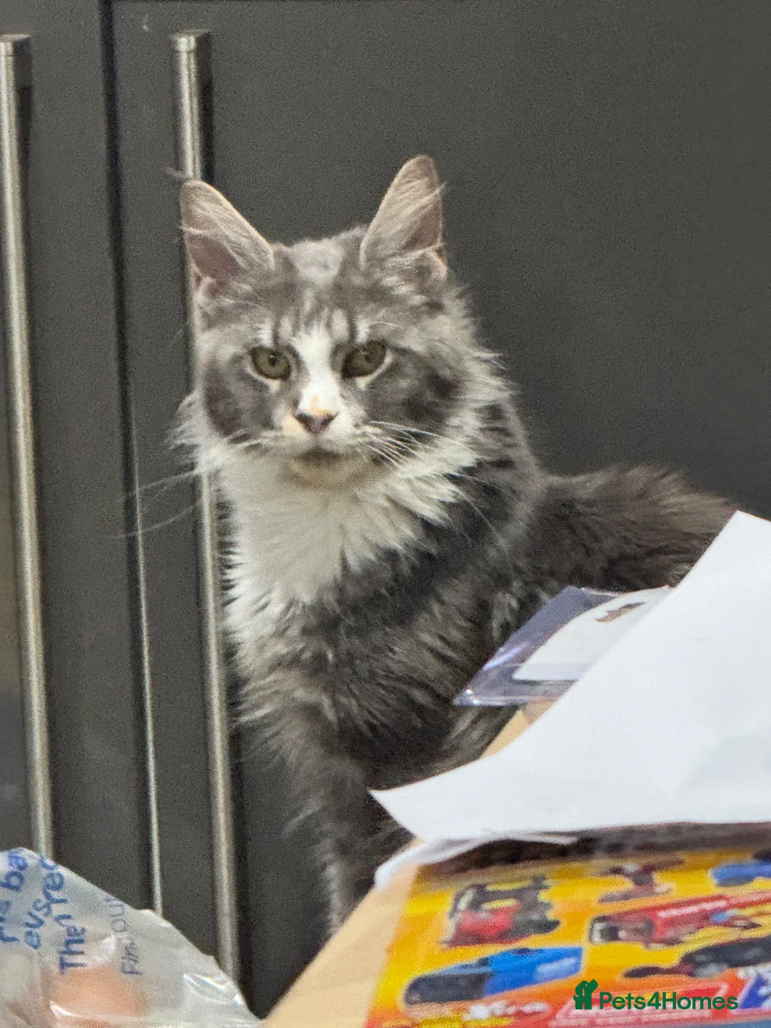 Maine Coon cats for sale: 3 beautiful boy Maine coon kittens  - Advert 1