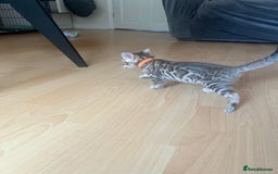 Bengal cats for sale: Last Brown Bengal Girl Available  - Image 4
