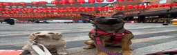 Mixed Breed dogs for sale: Security Dog for Sale  - Advert 19