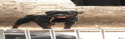 Rottweiler dogs for stud: Pure breed Rottweiler stud - Advert 2