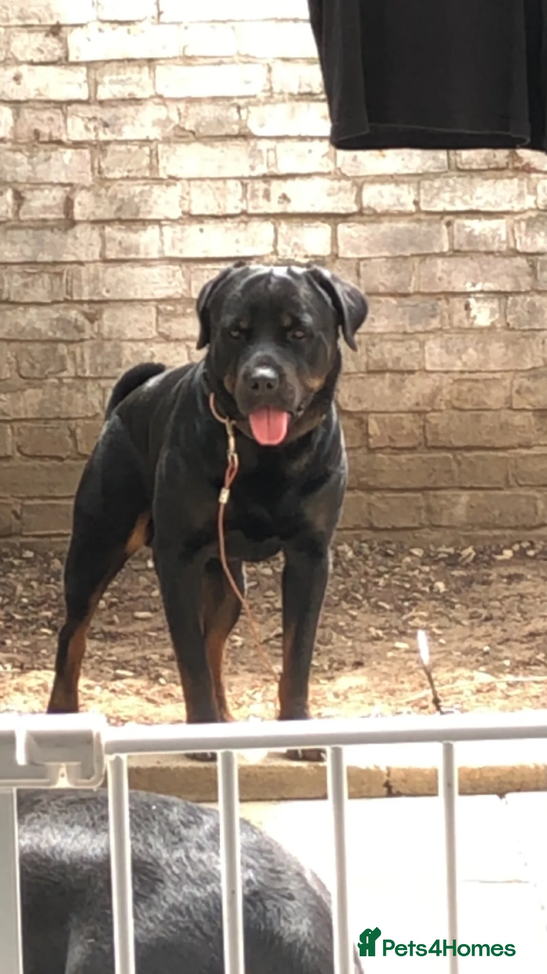 Rottweiler dogs for stud: Pure breed Rottweiler stud - Advert 2