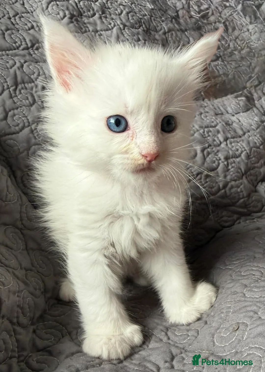 Maine Coon cats for sale: Stunning Polydactyl Maine Coon Kittens for Sale  - Advert 4