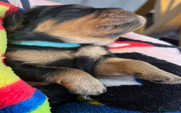 Cavalier King Charles Spaniel dogs for sale: Health Tested Parents - Image 8