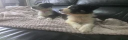 Border Collie dogs for sale: READY NOW - 2 MALE Border Collie Pups left - Advert 38