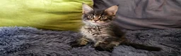 Maine Coon cats for sale: Maine coon kitten  - Advert 28