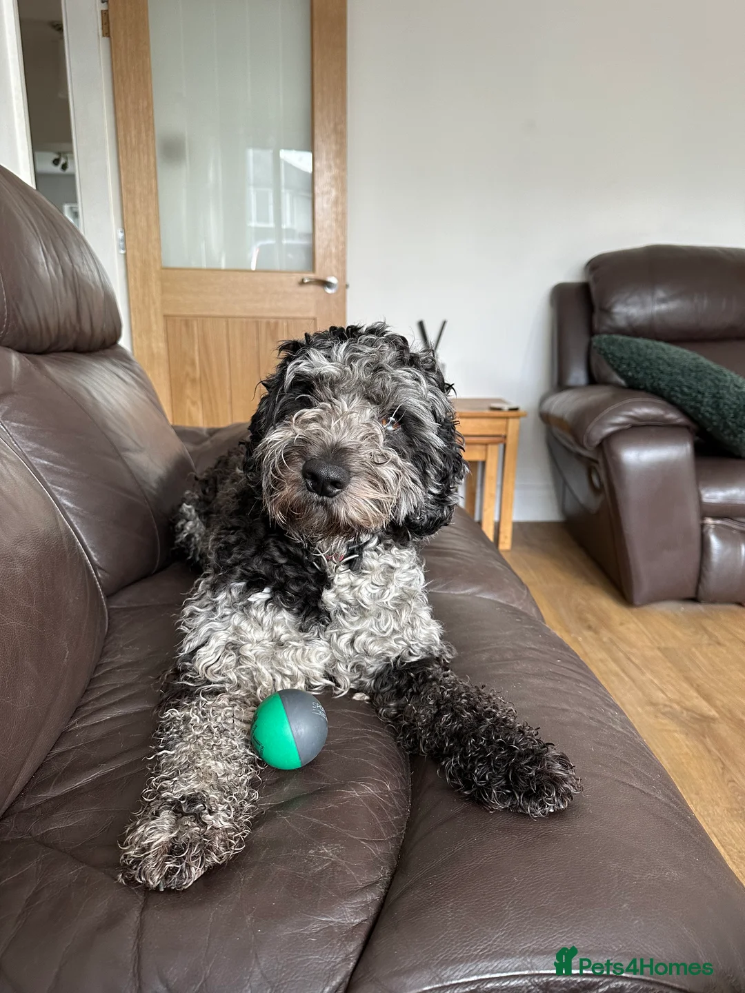 Cockapoo dogs for stud: Merle F1 Cockapoo (Proven) for stud in Penrith - Advert 6