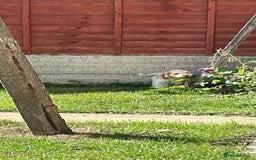Cockapoo dogs for sale: Fully vaccinated cockapoo puppy  - Image 10