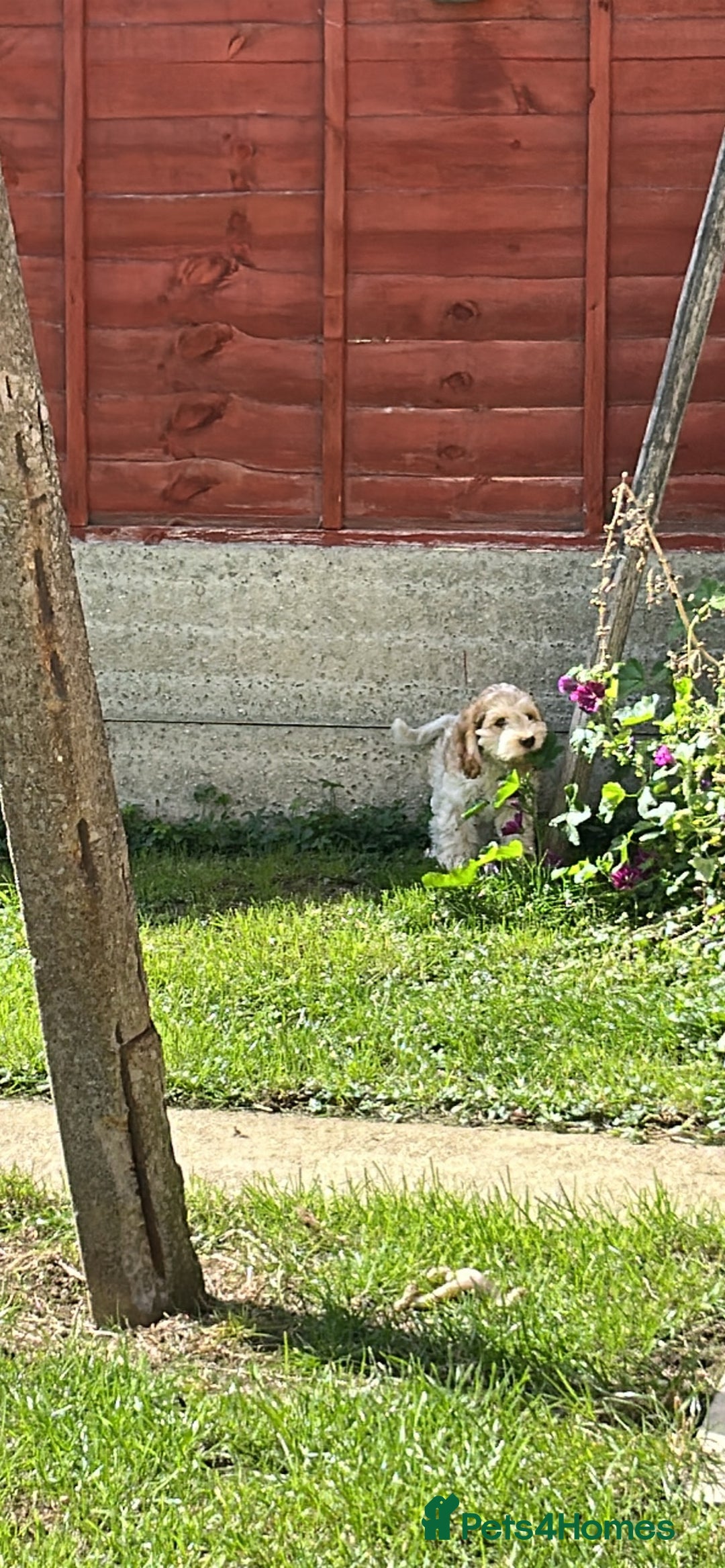 Cockapoo dogs for sale: Fully vaccinated cockapoo puppy  - Image 10