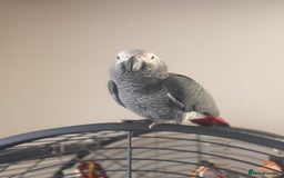 Parrots birds for sale: 12w Hand reared Congo African grey parrot babies  - Advert 13