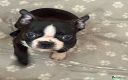 Boston Terrier dogs for sale: 🩷BOSTON TERRIER PUPPIES🩷 - Image 5