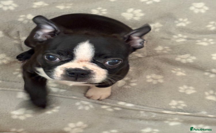 Boston Terrier dogs - Advert 1