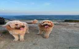 Double Doodle dogs for sale: Double doodles due soon!  - Image 3